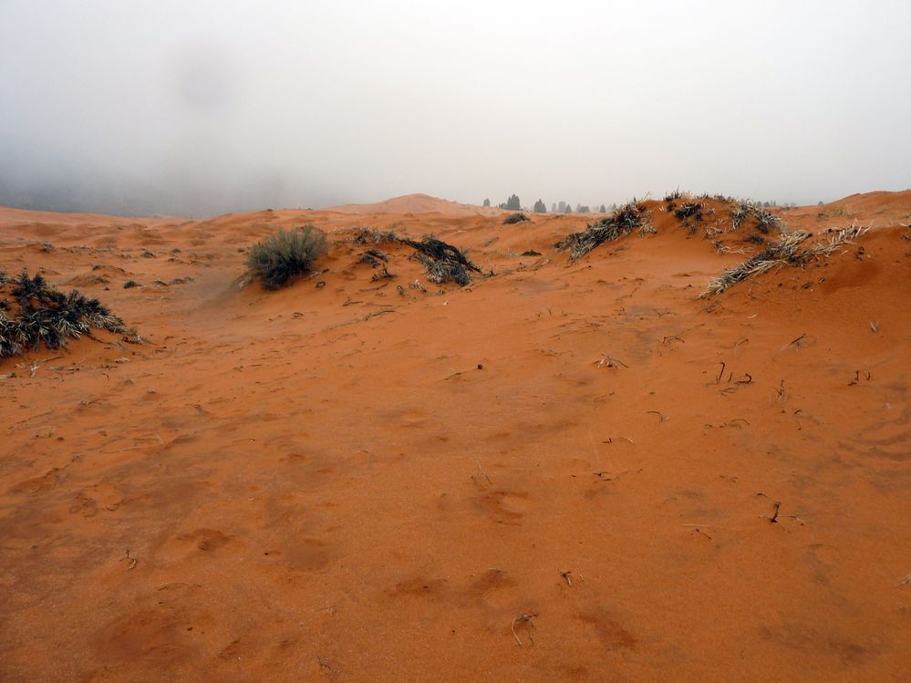 coral pink dunes (3).JPG